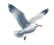 Seagull