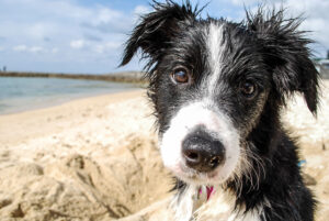 Dog-friendly beaches in Brixham